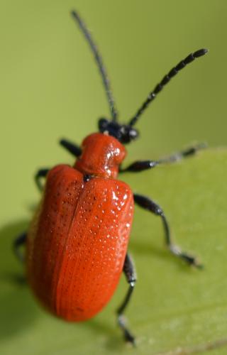 Lilioceris lilii